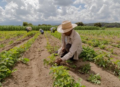 Em tempos de crise climática, seguro rural vira aliado de produtores